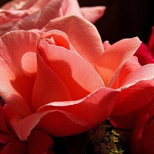 Sigma SD-1, die berauschende Kamera.....