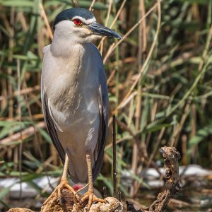 Nachtreiher in Ägypten