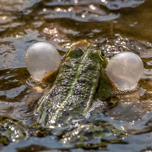 Teichfrosch in der Balz