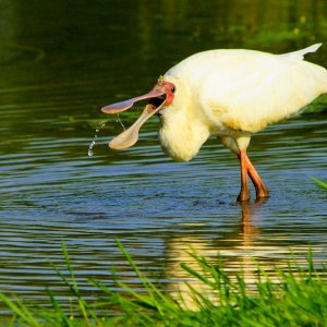 Löffler/ Südafrika