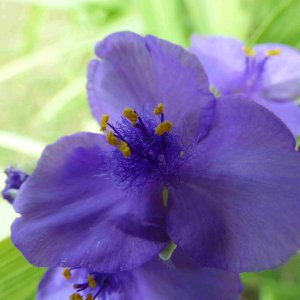 Dreimasterblume und Gerbera