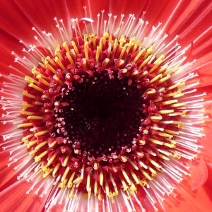 Dreimasterblume und Gerbera