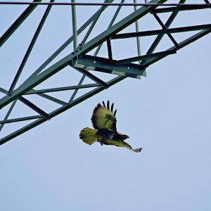 Bussard mit Ratte
