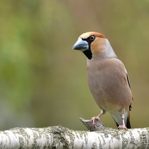 Vögel in unseren Garten