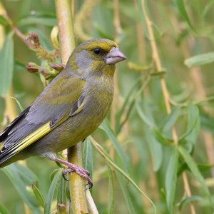 Vögel in unseren Garten