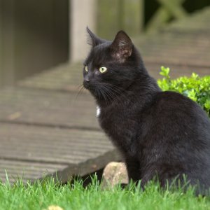 Unsere beiden Katzen.