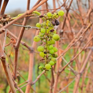 Herbst in den Reben