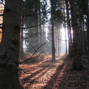 morgens , im schönen Bayerischen  Wald