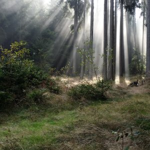 morgens , im Böhmer Wald ,  in CZ