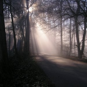 im Koblenzer Stadtwald