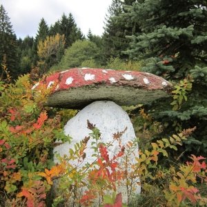 Riesenpilzfund , im Bayerischen Wald , nicht eßbar !
