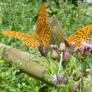Teffen der Schmetterlinge