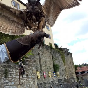 Europäische Waldohreule