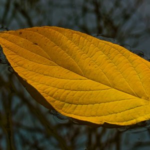 . . . und manchmal ist es eben nur ein Blatt