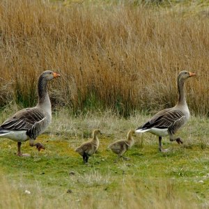 Ihr Kinderlein kommet