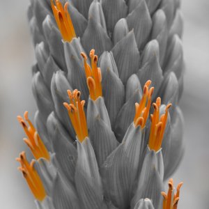 Makros aus dem Botanischen Garten