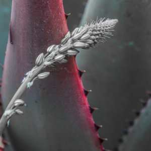 Makros aus dem Botanischen Garten