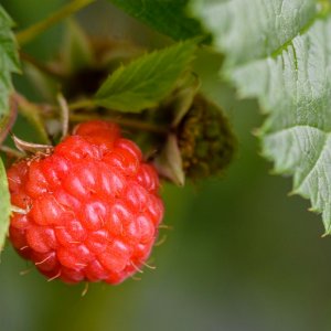 Meine erste eigene Himbeere