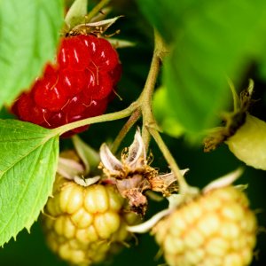 Meine erste eigene Himbeere