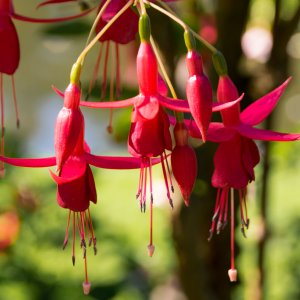 Fuchsien
