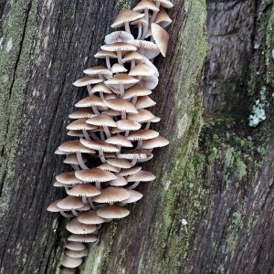 Pilze an einem alten Torpfosten