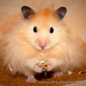 Hamster1.jpg