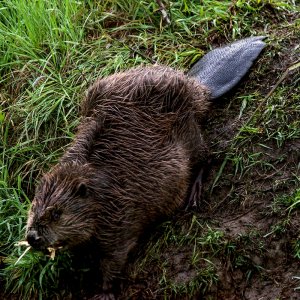 Biber mit Marschverpflegung