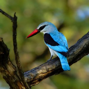 Woodland, Kinggfisher