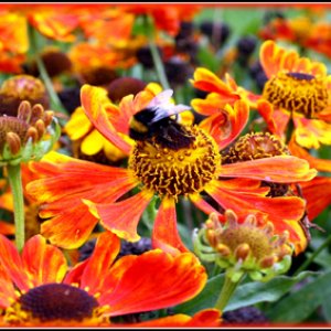 Ein paar Blümchen ....bin nur Anfänger !