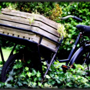 Ein paar Blümchen ....bin nur Anfänger !