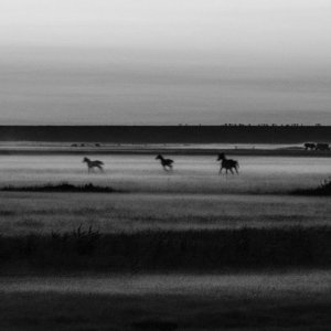 Fohlen im Abendlicht