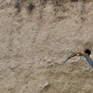 Bienenfresser Abflug