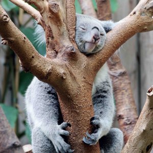 Koala im Duisburger Zoo