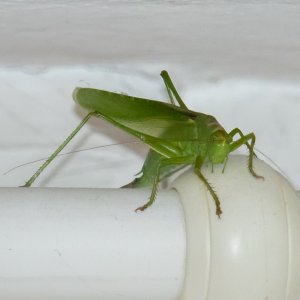 Heupferdchen zu Besuch, guck da bin ich