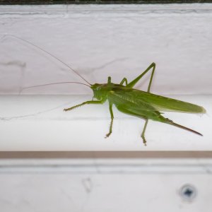 Heupferdchen zu Besuch, und ich gehe wieder