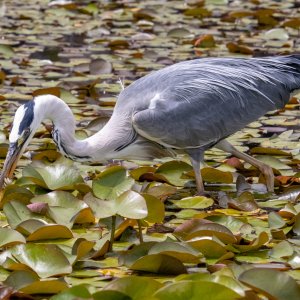 Graureiher beim Mittagessen erwischt