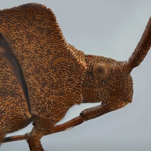 Braune Randwanze.jpg