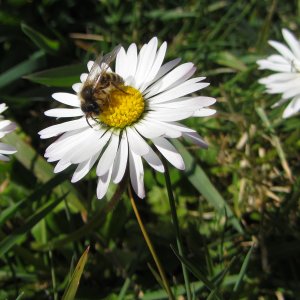 Biene auf Gänseblümchen