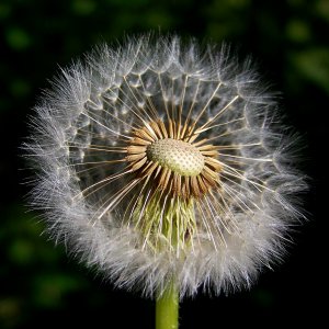 AnotherPusteblume