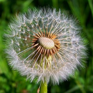 Pusteblume