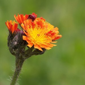 Blüte Habichtskraut