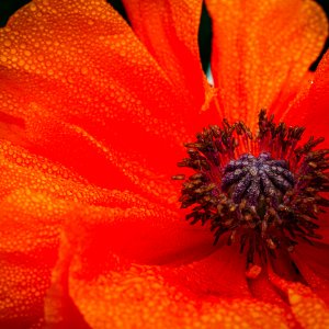 Mohn