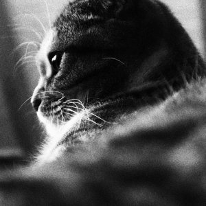 alice schwarz/weiß.JPG