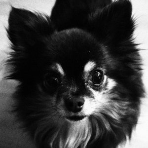 lloyd schwarz/weiß.JPG