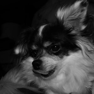 marley schwarz/weiß.JPG