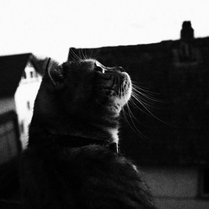 alice schwarz/weiss.JPG