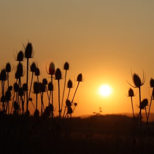 Distel und Sonne.JPG