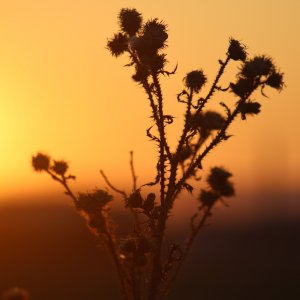 Distel und Sonnenuntergang.JPG