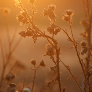 Pflanze und Sonnenuntergang.JPG