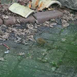 2021-02-17 Kevelaer Garten Haussperling.jpg